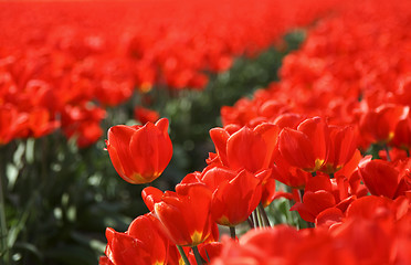 Image showing Tulips