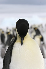 Image showing Emperor penguin (Aptenodytes forsteri)