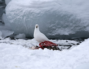 Image showing Snowy sheathbill (Chionis albus)