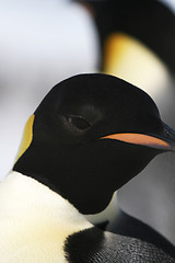 Image showing Emperor penguin (Aptenodytes forsteri)