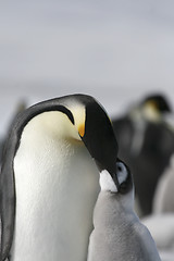 Image showing Emperor penguins (Aptenodytes forsteri)