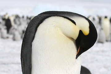 Image showing Emperor penguin (Aptenodytes forsteri)