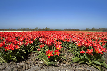 Image showing Tulips