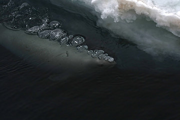 Image showing Weddell seal (Leptonychotes weddellii)