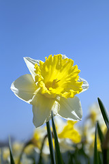 Image showing Daffodils in the flower districs of Holland