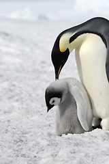 Image showing Emperor penguins (Aptenodytes forsteri)