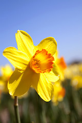 Image showing Daffodils in the flower districs of Holland