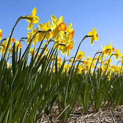 Image showing Daffodils in the flower districs of Holland