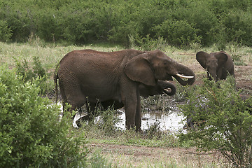 Image showing Elephants  (Loxodonta africana)