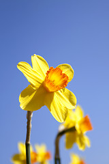 Image showing Daffodils in the flower districs of Holland