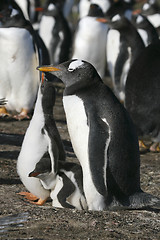 Image showing Gentoo penguins (Pygoscelis papua)