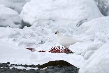 Image showing Snowy sheathbill (Chionis albus)