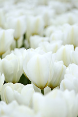 Image showing Tulips