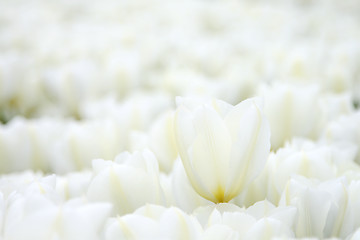 Image showing Tulips