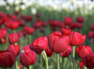 Image showing Tulips