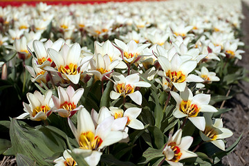 Image showing Tulips