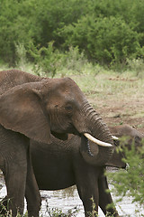 Image showing Elephants  (Loxodonta africana)