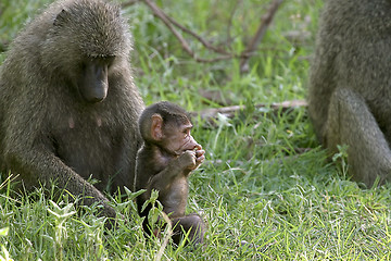 Image showing Olive baboons (Papio anubis)