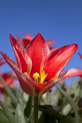 Image showing Tulips