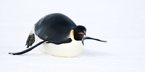 Image showing Emperor penguin (Aptenodytes forsteri)