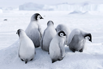 Image showing Emperor penguin chicks