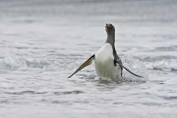 Image showing Gentoo penguin (Pygoscelis papua)