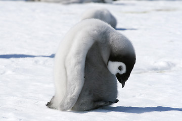 Image showing Emperor penguin (Aptenodytes forsteri)