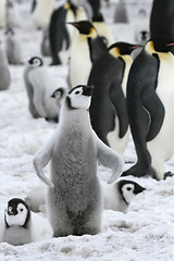 Image showing Emperor penguin (Aptenodytes forsteri)