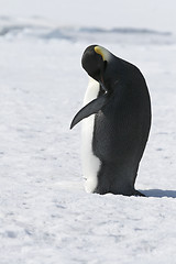 Image showing Emperor penguin (Aptenodytes forsteri)