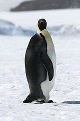 Image showing Emperor penguin (Aptenodytes forsteri)