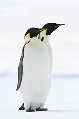 Image showing Emperor penguin (Aptenodytes forsteri)