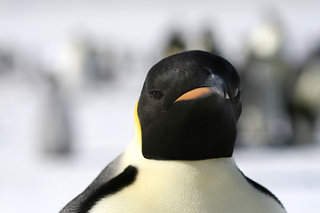 Image showing Emperor penguin (Aptenodytes forsteri)