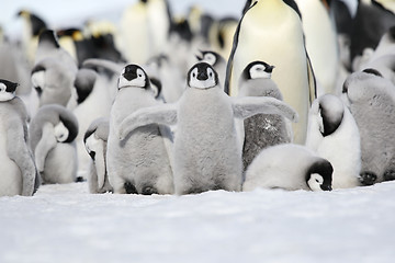 Image showing Emperor penguins (Aptenodytes forsteri)