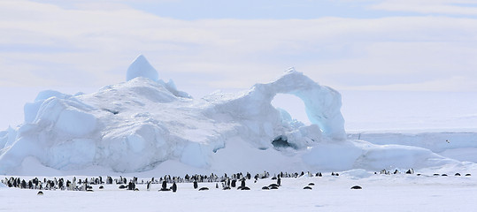 Image showing Emperor penguins (Aptenodytes forsteri)