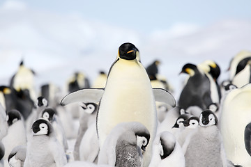 Image showing Emperor penguins (Aptenodytes forsteri)