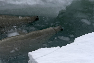 Image showing Weddell seal (Leptonychotes weddellii)