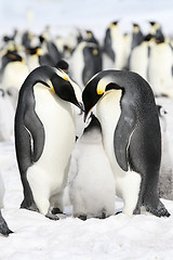 Image showing Emperor penguins (Aptenodytes forsteri)