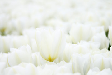 Image showing Tulips