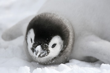 Image showing Emperor penguin (Aptenodytes forsteri)