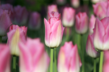 Image showing Tulips