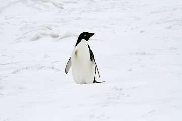 Image showing Adelie penguin (Pygoscelis adeliae)