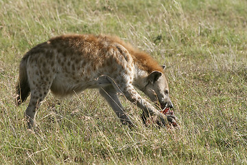 Image showing Spotted hyena (Crocuta crocuta)