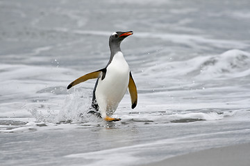 Image showing Gentoo penguin (Pygoscelis papua)