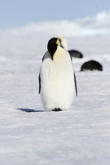 Image showing Emperor penguin (Aptenodytes forsteri)