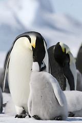 Image showing Emperor penguins (Aptenodytes forsteri)