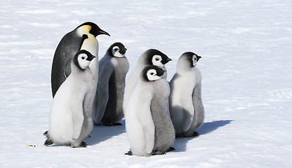 Image showing Emperor penguins (Aptenodytes forsteri)