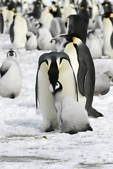 Image showing Emperor penguins (Aptenodytes forsteri)