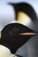 Image showing Emperor penguin (Aptenodytes forsteri)