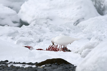 Image showing Snowy sheathbill (Chionis albus)