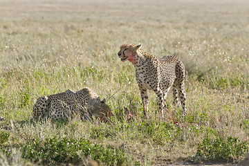 Image showing Cheetah (Acinonyx jubatus)